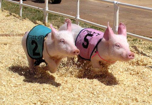 Racing-pigs