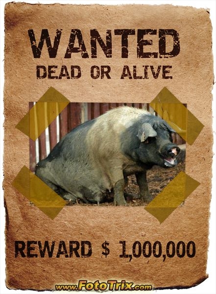 Wanted