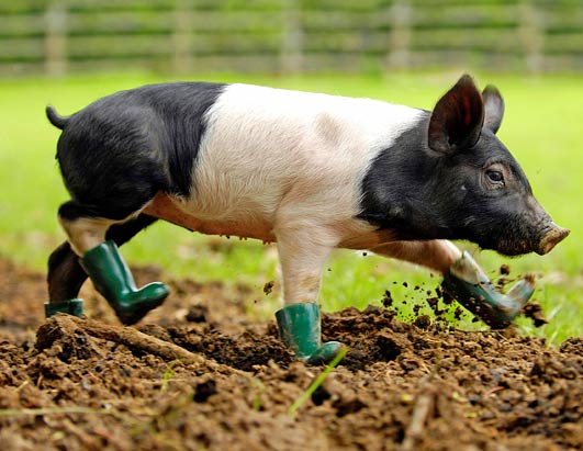 Pig_in_boots