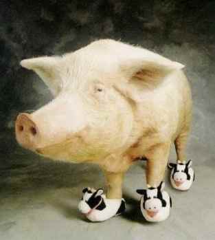 Pig-in-slippers