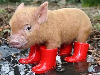 Pig-n-boots