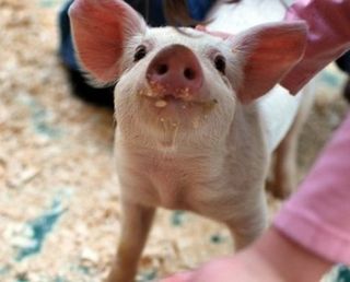 Cute pig