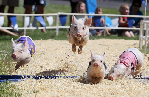 Pig-racing