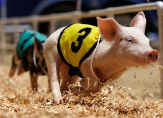 Pig Racing